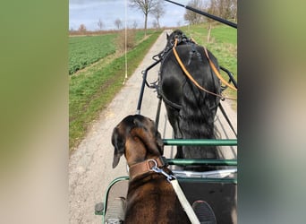 Friesen, Stute, 15 Jahre, 162 cm, Rappe