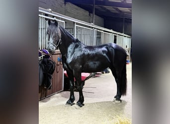 Friesen, Stute, 15 Jahre, 163 cm, Rappe