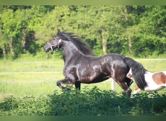 Friesen, Stute, 15 Jahre, 163 cm, Rappe