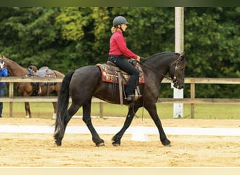 Friesen, Stute, 15 Jahre, 163 cm, Rappe
