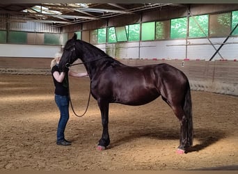 Friesen, Stute, 15 Jahre, 165 cm, Rappe