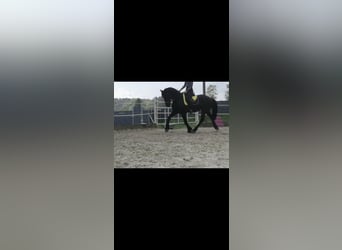 Friesen, Stute, 15 Jahre, 165 cm, Rappe