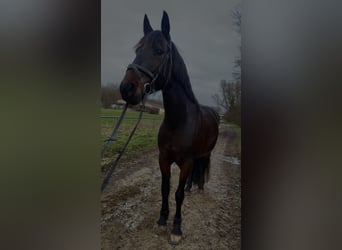 Friesen Mix, Stute, 16 Jahre, 155 cm, Rappe