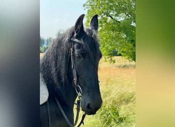 Friesen, Stute, 16 Jahre, 158 cm, Rappe
