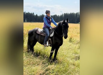 Friesen, Stute, 16 Jahre, 158 cm, Rappe
