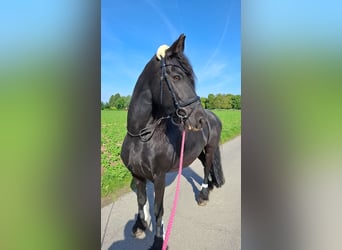 Friesen, Stute, 16 Jahre, 160 cm, Rappe