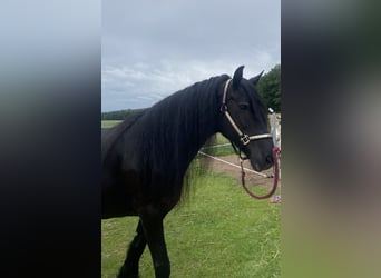 Friesen, Stute, 16 Jahre, 164 cm, Rappe