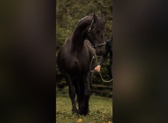 Friesen, Stute, 16 Jahre, 168 cm, Rappe