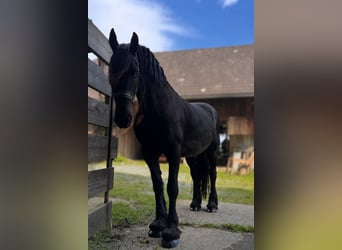 Friesen, Stute, 16 Jahre, 168 cm, Rappe
