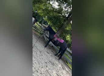 Friesen Mix, Stute, 17 Jahre, 150 cm, Rappe