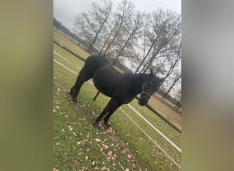 Friesen Mix, Stute, 17 Jahre, 150 cm, Rappe