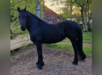 Friesen, Stute, 17 Jahre, 165 cm, Rappe