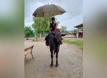 Friesen Mix, Stute, 18 Jahre, 153 cm, Rappe