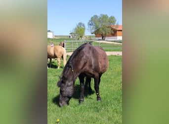 Friesen Mix, Stute, 18 Jahre, 160 cm