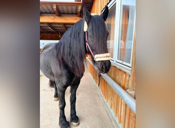 Friesen, Stute, 18 Jahre, 160 cm, Rappe