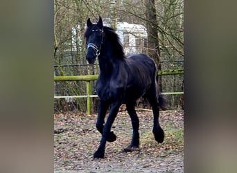 Friesen, Stute, 18 Jahre, 168 cm, Rappe