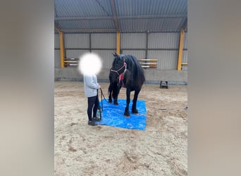 Friesen, Stute, 19 Jahre, 168 cm, Rappe