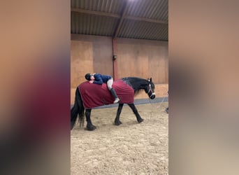 Friesen, Stute, 19 Jahre, 168 cm, Rappe