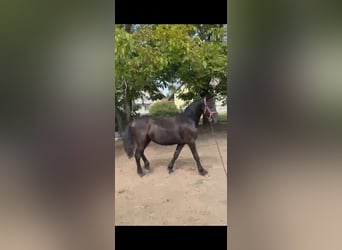 Friesen, Stute, 1 Jahr, 130 cm, Rappe
