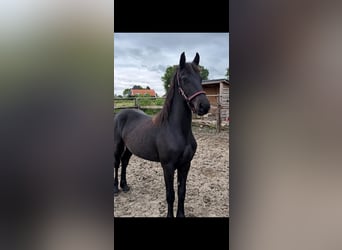 Friesen, Stute, 1 Jahr, 135 cm, Rappe