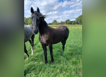 Friesen Mix, Stute, 1 Jahr, 140 cm, Rappe