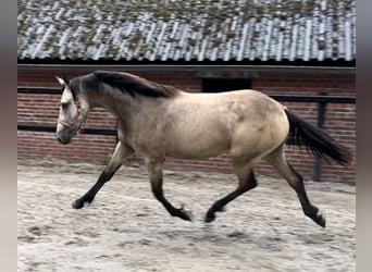 Friesen Mix, Stute, 1 Jahr, Falbe