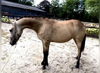 Friesen Mix, Stute, 1 Jahr, Falbe