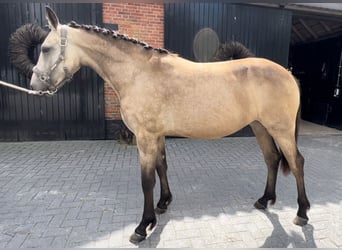 Friesen Mix, Stute, 1 Jahr, Falbe