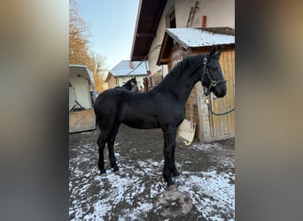 Friesen, Stute, 1 Jahr