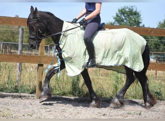 Friesen, Stute, 22 Jahre, 160 cm, Rappe