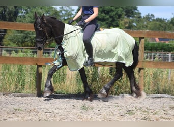 Friesen, Stute, 22 Jahre, 160 cm, Rappe