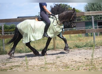 Friesen, Stute, 22 Jahre, 160 cm, Rappe