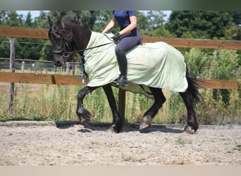 Friesen, Stute, 22 Jahre, 160 cm, Rappe