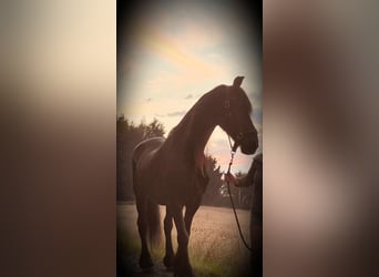 Friesen, Stute, 22 Jahre