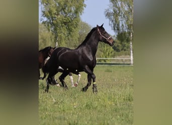 Friesen Mix, Stute, 26 Jahre, 165 cm, Dunkelbrauner