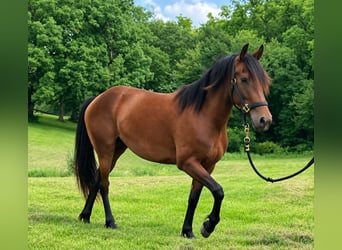 Friesen Mix, Stute, 2 Jahre, 142 cm, Rotbrauner