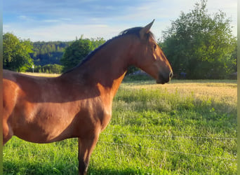 Friesen Mix, Stute, 2 Jahre, 150 cm, Brauner