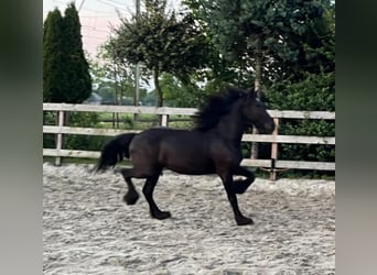 Friesen, Stute, 2 Jahre, 150 cm, Rappe