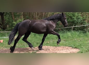 Friesen, Stute, 2 Jahre, 152 cm, Rappe
