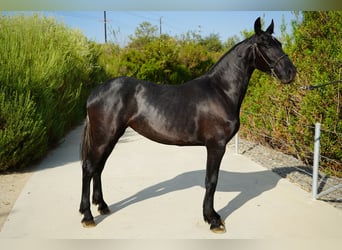 Friesen Mix, Stute, 2 Jahre, 152 cm, Schimmel