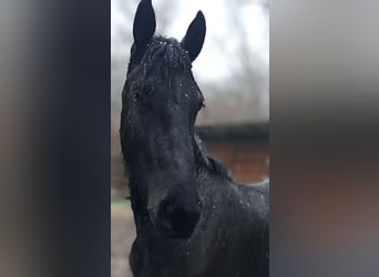 Friesen, Stute, 2 Jahre, 153 cm, Rappe