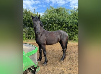 Friesen, Stute, 2 Jahre, 157 cm, Rappe