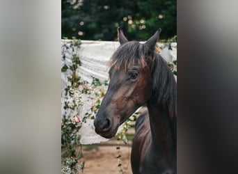 Friesen, Stute, 2 Jahre, 160 cm, Rappe