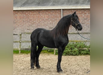 Friesen, Stute, 2 Jahre, 165 cm