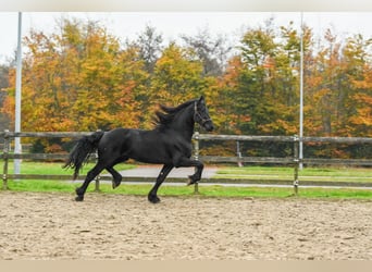 Friesen, Stute, 2 Jahre, 165 cm