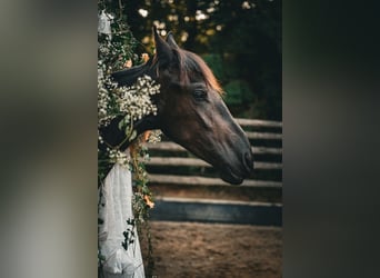 Friesen, Stute, 2 Jahre, 165 cm, Rappe