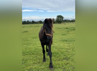 Friesen, Stute, 2 Jahre, 165 cm, Rappe