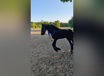 Friesen, Stute, 2 Jahre, 167 cm, Rappe