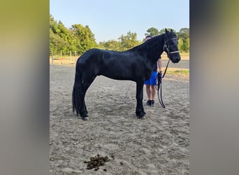 Friesen, Stute, 2 Jahre, 167 cm, Rappe