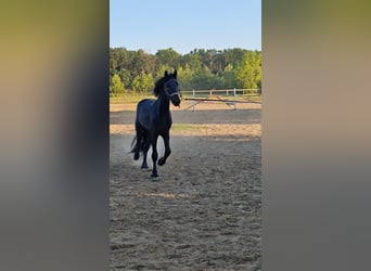 Friesen, Stute, 2 Jahre, 167 cm, Rappe